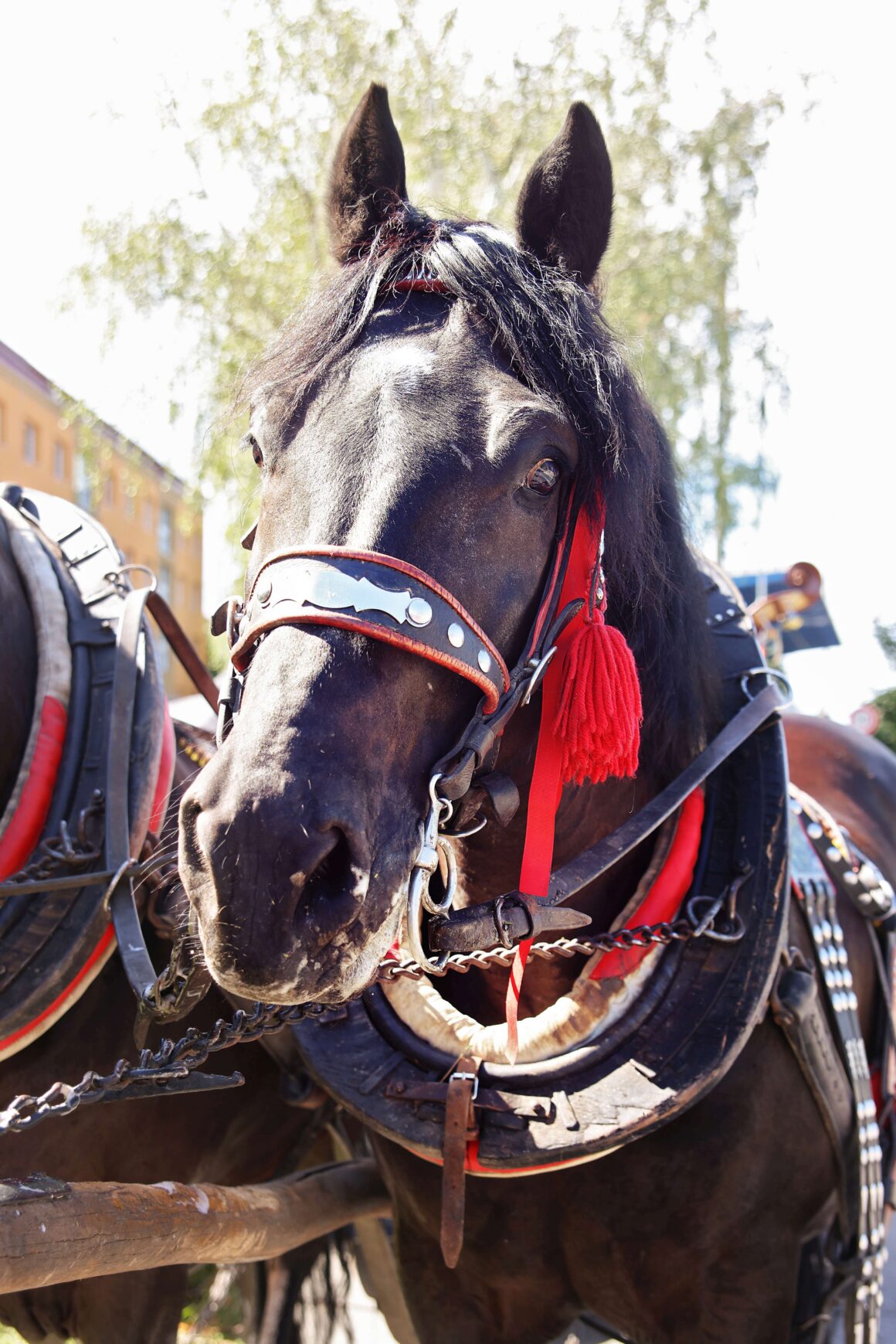 32. Dubnický Folklórny Festival Sprievod našej Prvoseinky